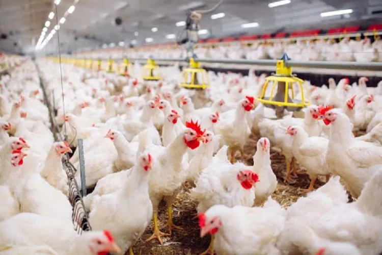 Bisnis Ternak Ayam Tetap Prospektif di Tengah Pandemi