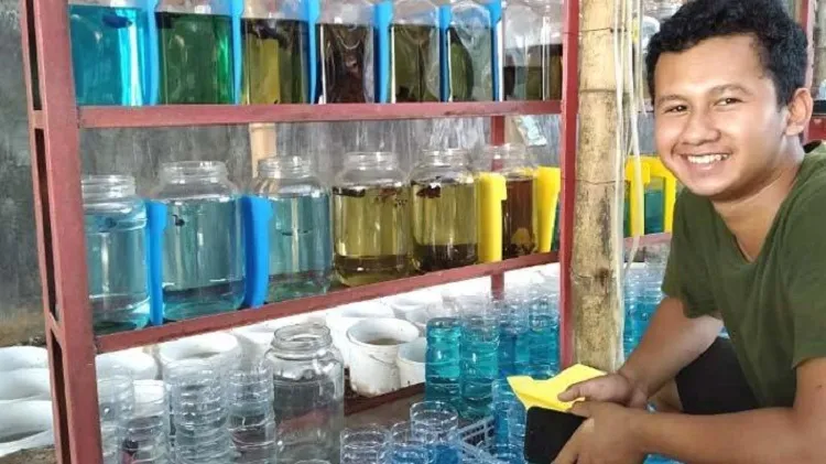 Sukses Bisnis Beraneka Jenis Ikan Cupang Beromzet Jutaan