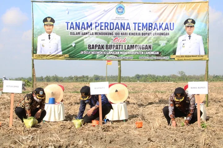 Meski Pandemi, Lamongan Penyumbang Tembakau ke 5 di Jawa Timur