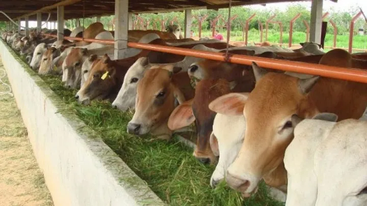 Pemkab Blitar Larang Masuknya Daging dan Ternak asal Tulungagung