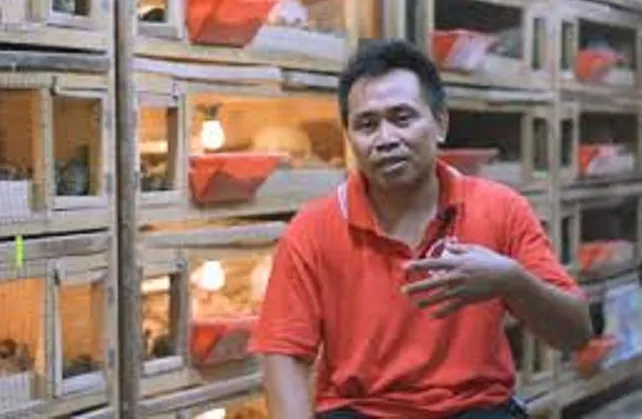 Mantan Driver yang Sukses Jadi Juragan Puyuh