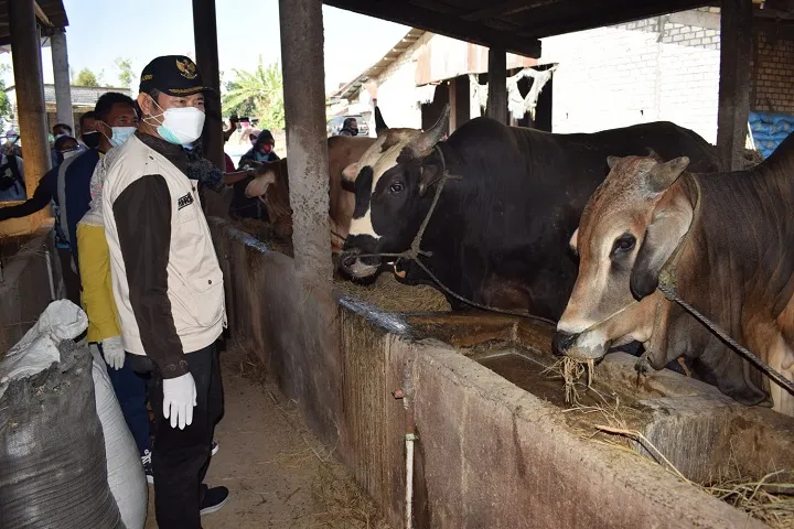 Meski PPKM, Warga Lamongan Meningkat Beli Hewan Kurban