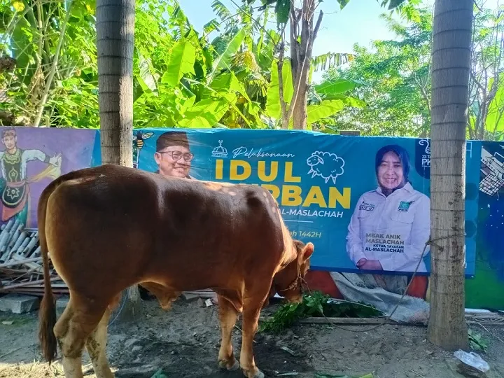 Harlah ke 23 Tahun, PKB Jatim Kirim Qurban 1000 Ekor Sapi dan Kambing