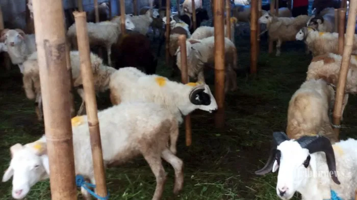 Dispartan Trenggalek Siapkan Tim Pantau Pelaksanaan Idul Adha