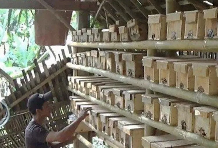 Eksis Budidaya Lebah Klanceng yang Bernilai Jual Tinggi