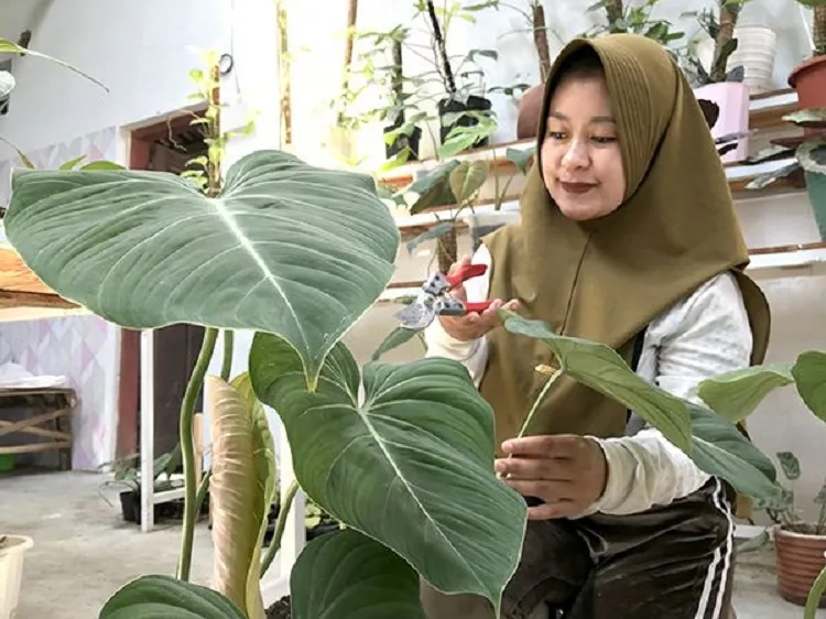 Bisnis Tanaman Hias yang Meroket di Tengah Pandemi
