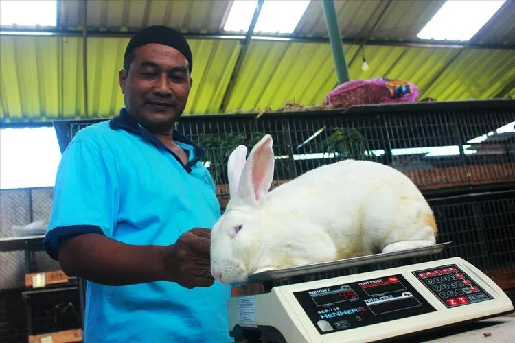 Manfaatkan Limbah Bulu Kelinci Jadi Kerajinan Bernilai Tinggi