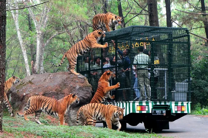 Terdampak PPKM, Taman Safari Prigen Buka Donasi untuk Satwa