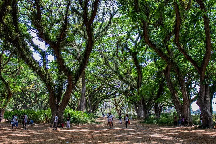 Pemkab Banyuwangi Sediakan Angkutan Wisata Gratis