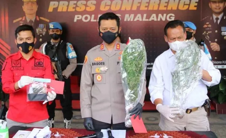 Tanam Ganja di Kos, Warga Lumajang Diamankan Polres Malang