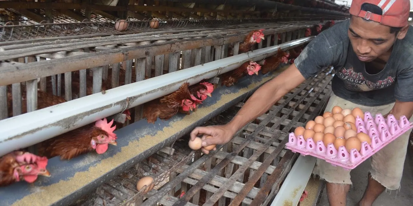 Peternak Ayam Blitar Keluhkan Harga Telur Makin Anjlok