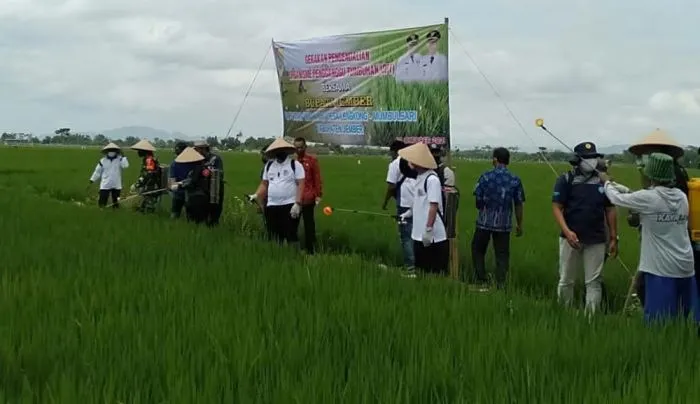 Pemkab Jember Salurkan Bantuan Pupuk NPK Non-subsidi