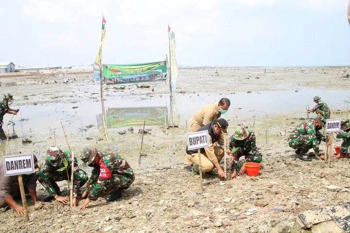 12 Ribu Mangrove Ditanam untuk Selamatkan Pesisir Pantura