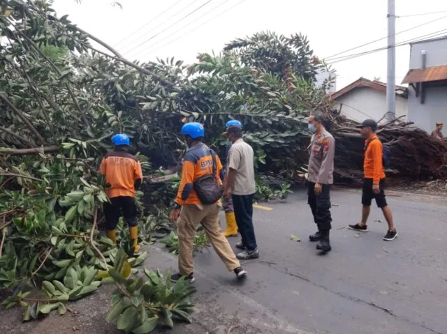 Pohon Tumbang, Lalu Lintas Macet Total