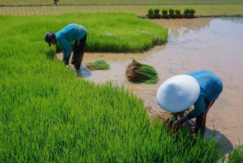 Jatim Menduduki Penghasil Padi Terbesar di Indonesia
