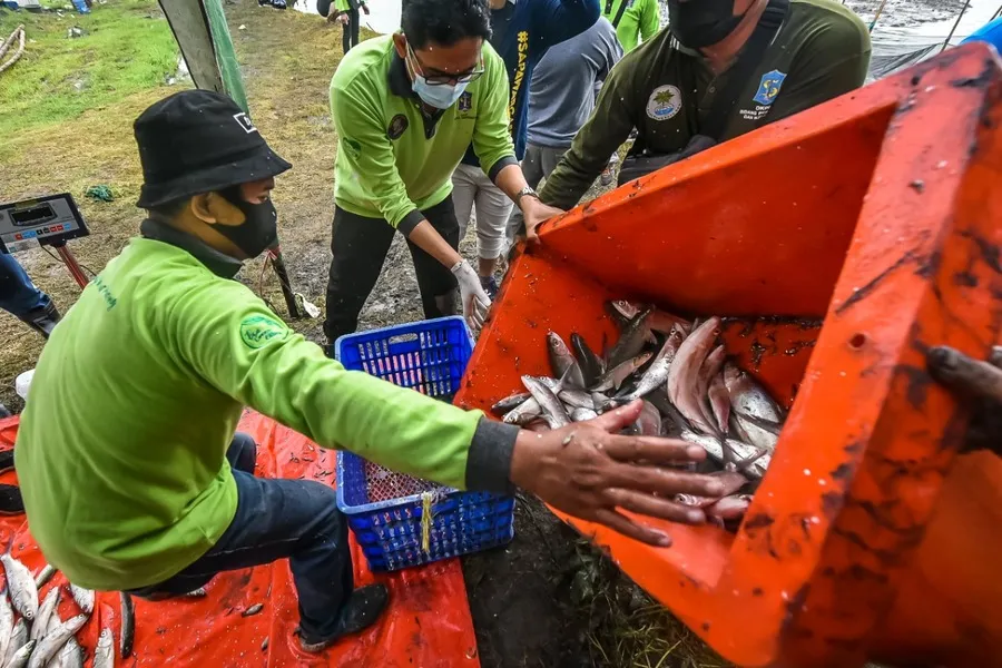 Baca juga : DKPP Surabaya Bagikan Hasil Panen Bandeng Ke Warga MBR