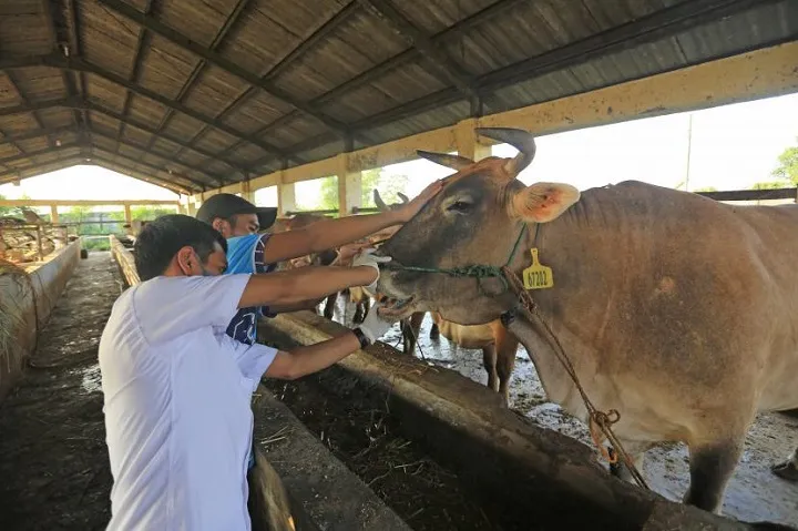 PMK pada Sapi Bisa Menular lewat Manusia