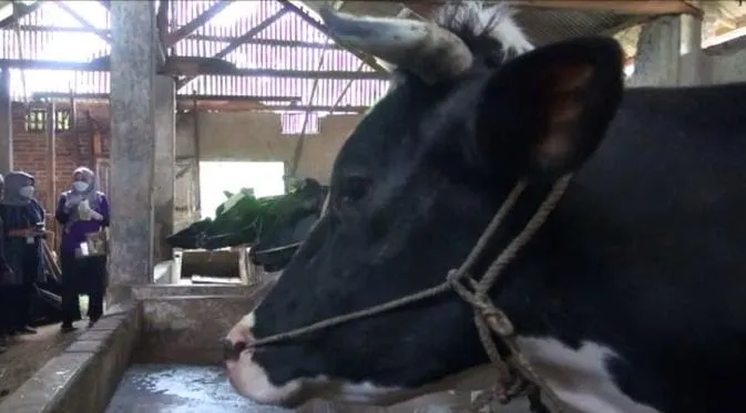 PMK "Bunuh" 124 Sapi di Jawa Timur