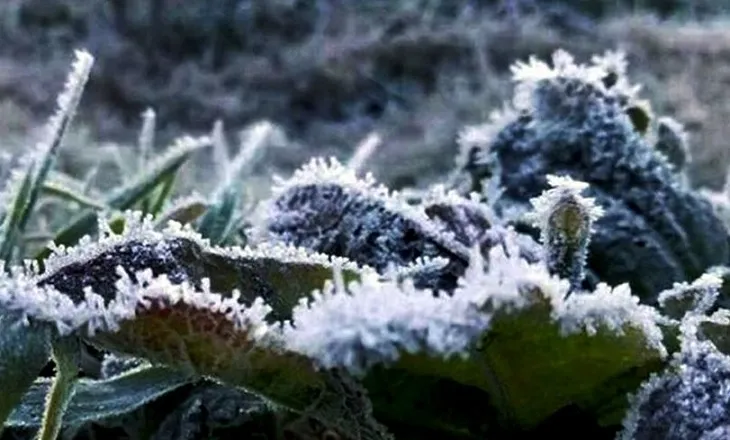 Suhu Mendekati 0 Derajat Celcius, Ranupani Diselimuti Embun Salju