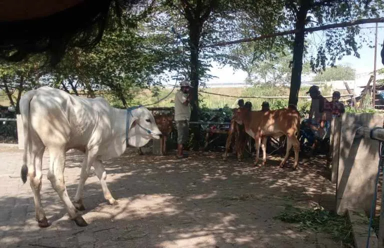 Pemkab Pasuruan Buka Pasar Hewan Secara Terbatas