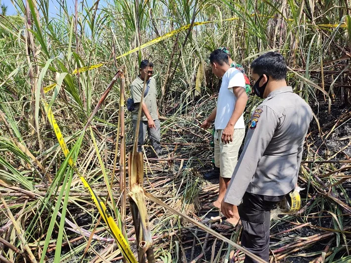 Kakek Renta Tewas Terbakar di Kebun Tebu