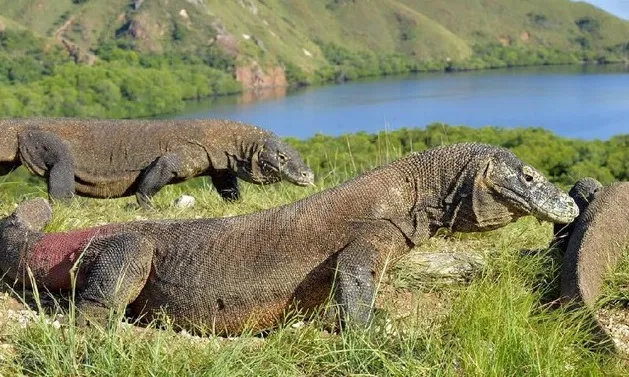 Per 1 Agustus 2022, Harga Tiket Masuk Pulau Komodo Jadi Rp 3,75 Juta