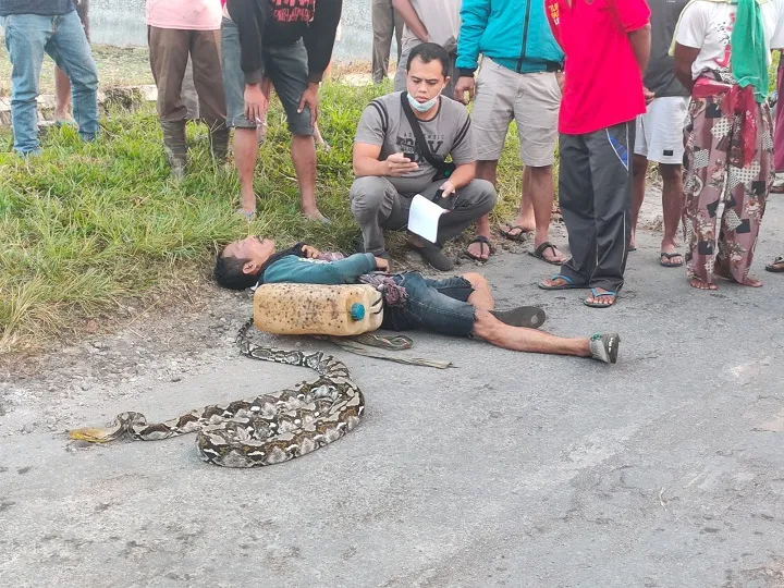 Pencari Katak, Tewas Dililit Ular Piton