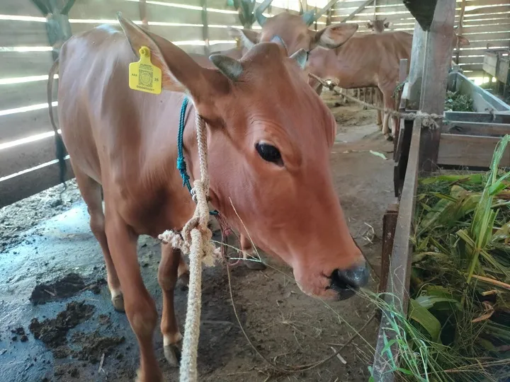 Komisi B Apresiasi Pemasangan Eartag pada Sapi