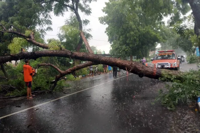 8 Pohon Tumbang di Jember Akibat Hujan Disertai Angin Kencang
