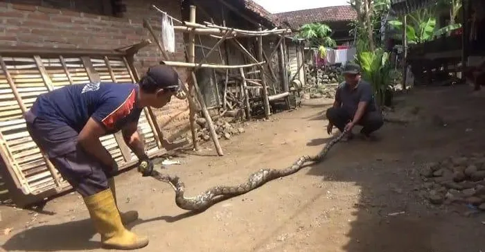 Mangsa Ternak Warga, Ular Sanca Diamankan