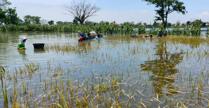 Sawah Kebanjiran, Petani Panen Dini