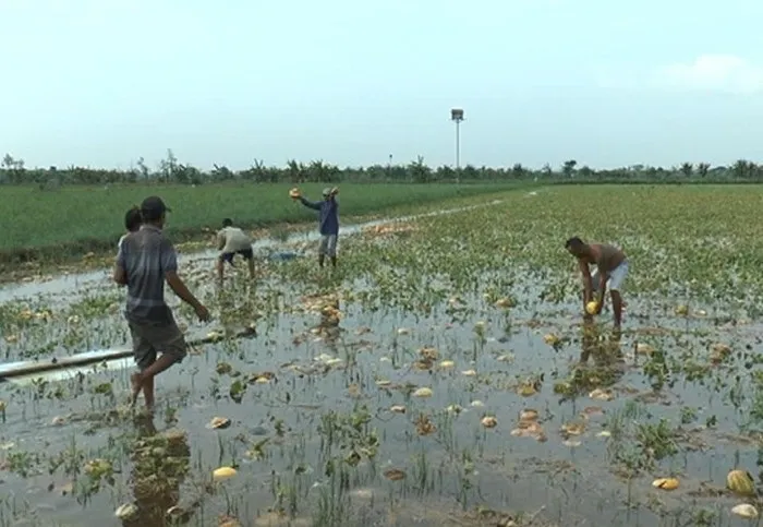 Cuaca Ekstrem, Sejumlah Petani Alami Gagal Panen
