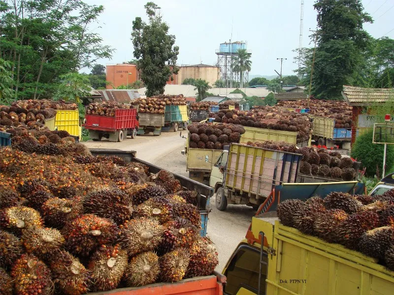 Harga CPO untuk Periode 16-31 Oktober Turun Jadi US$713,89 per Ton