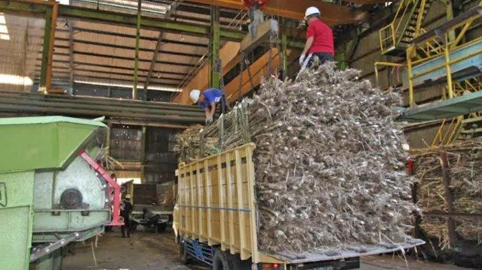 Musim Giling 2022, PTPN X Siap Cetak Rekor Produksi Tebu Tertinggi