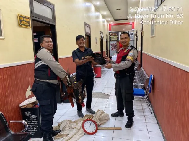 Penggerebekan Judi Sabung Ayam di Blitar Diduga Bocor