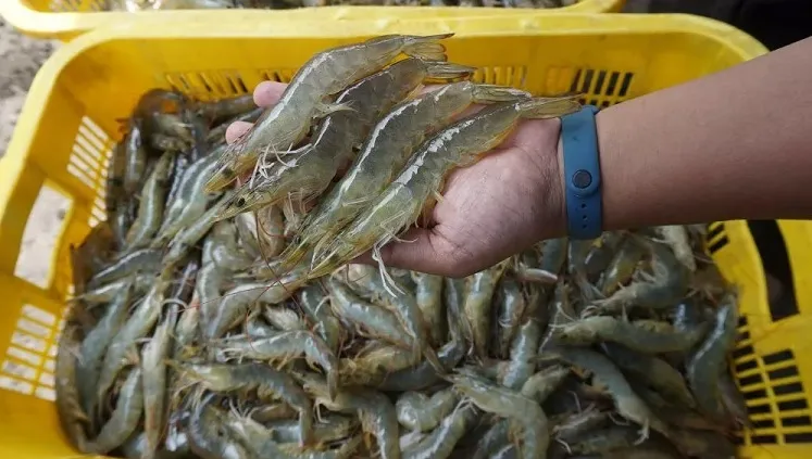 Kejar Target Produksi 2 Juta Ton Udang di 2024, KKP: Butuh Dana Rp 365 T