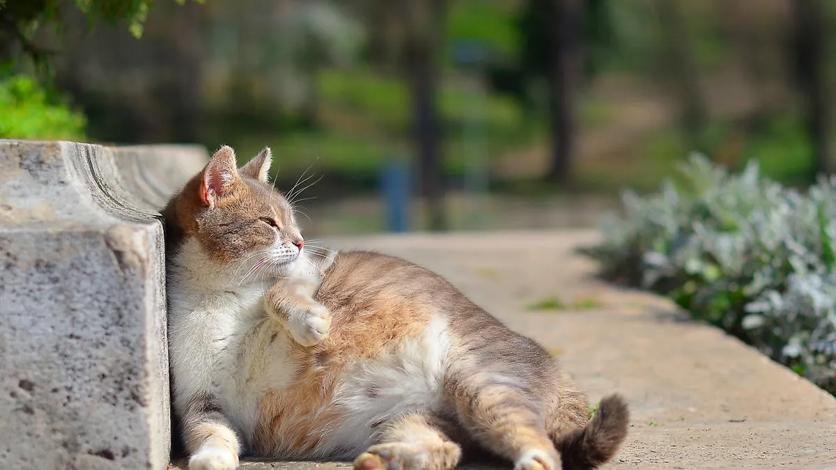 Studi: Keberadaan Kucing di Kampus Bagus untuk Kesehatan Mental
