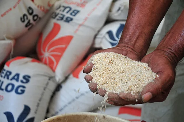 Kementan Beberkan Alasan Bulog Sulit Serap Beras dari Petani