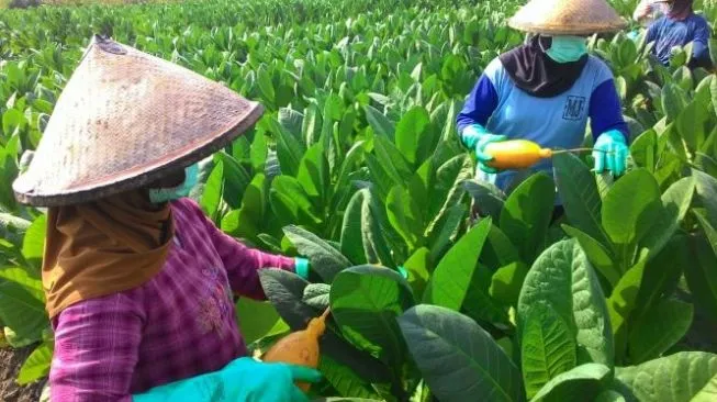 Anggota DPR Nilai Kenaikan Cukai Rokok Beratkan Petani Tembakau