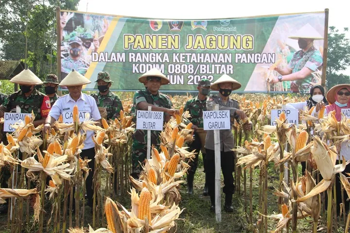 Lagi Komandan Kodim 0808 Blitar, Lakukan Panen Raya Petik Jagung