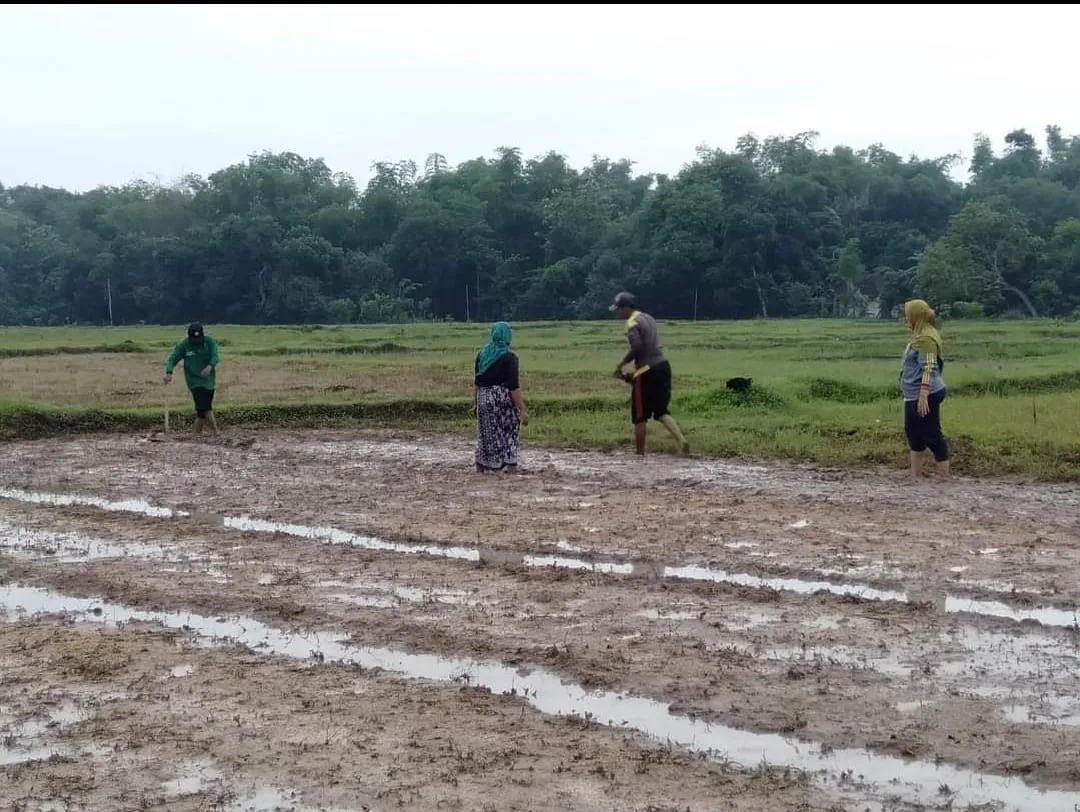 Bangkalan Diprediksi Alami Kelangkaan Pupuk Bersubsidi, Begini Penjelasannya