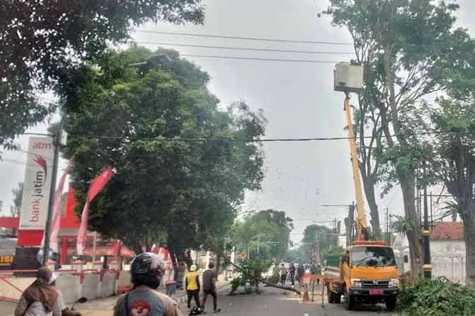 DLH Kota Pasuruan Pangkas Pohon Perindangan yang Rawan