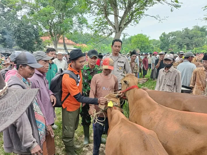 Pemasangan Eartag Capai 17.929, Dinas Peternakan Terus Gencarkan Sosialisasi
