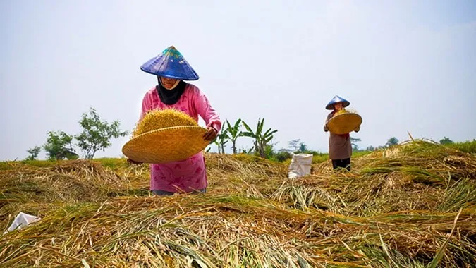 Tolak Wacana Impor Beras, Petani: Data Kementan Produksinya Cukup
