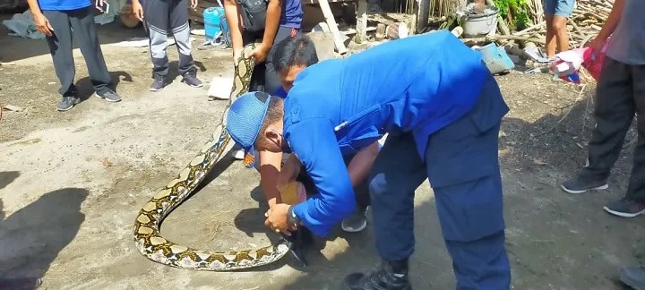 Ular Sanca Sepanjang 6 Meter Diamankan Damkar Pemkab Blitar