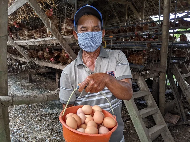 Harga Telur Meroket, Peternak Mojokerto Sumringah