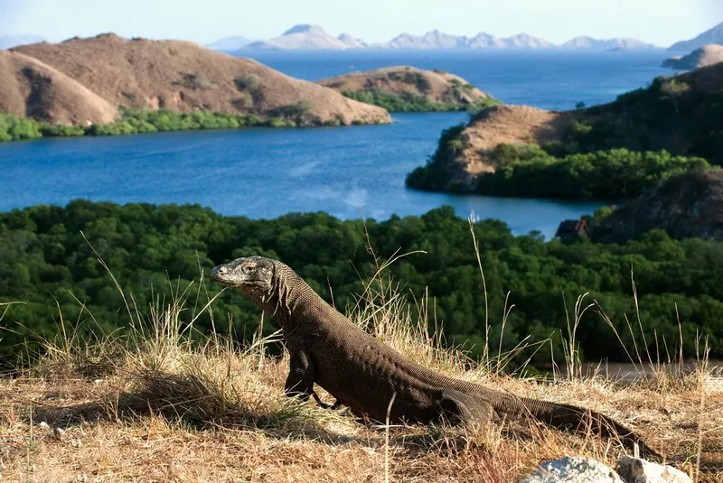 Sandiaga Uno Umumkan Harga Tiket Masuk TN Komodo Batal Naik Rp 3,75 Juta