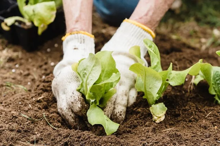  Berkebun Cara Tepat Jaga Kesehatan Fisik dan Mental