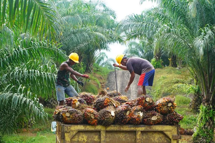Uni Eropa Larang Produk Deforestasi, Ini Respon Kemenperin!