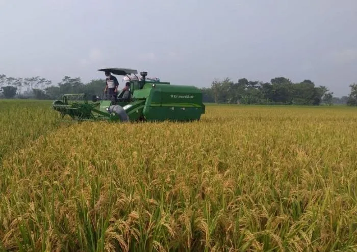 Kementan Targetkan 54,5 Juta Ton Beras Diproduksi Tahun Ini